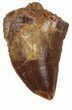 Serrated, Juvenile Carcharodontosaurus Tooth #55780-1